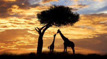 肯亞，坦尚尼亞動物巡奇13天之旅